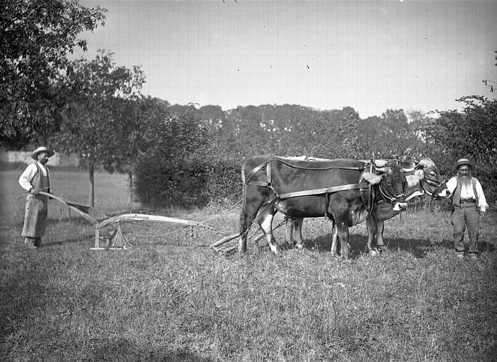 Boeufs Schwitz au labour