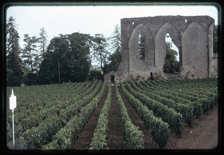 Mur en ruine ; Vignes de la Grande Muraille