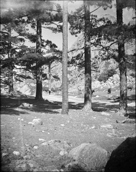 Forêt de Bavella