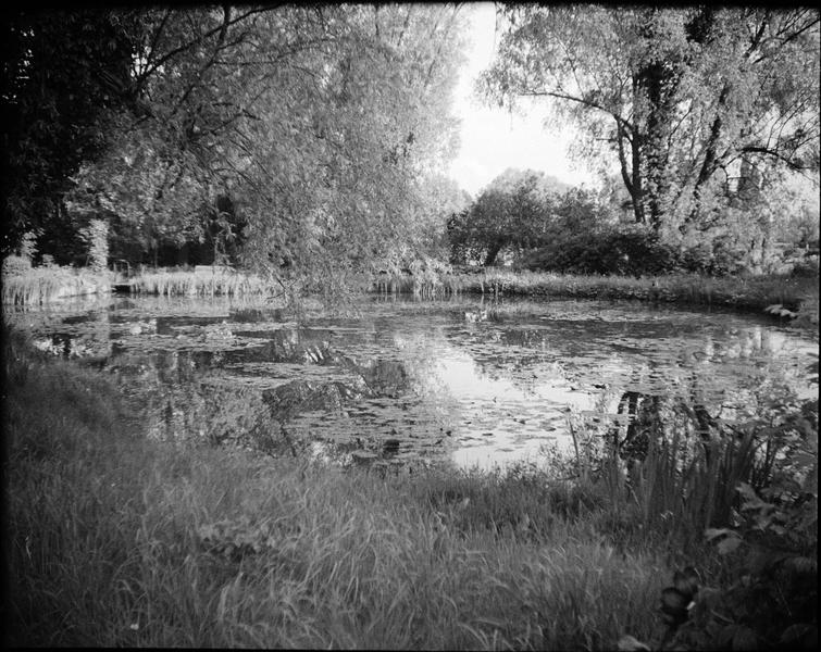 Jardin d'eau : bassin des nymphéas