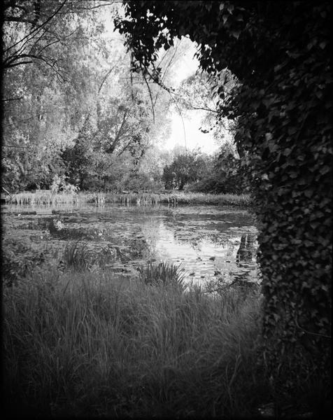 Jardin d'eau : bassin des nymphéas