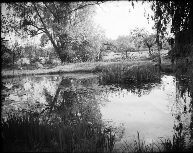 Jardin d'eau : bassin des nymphéas