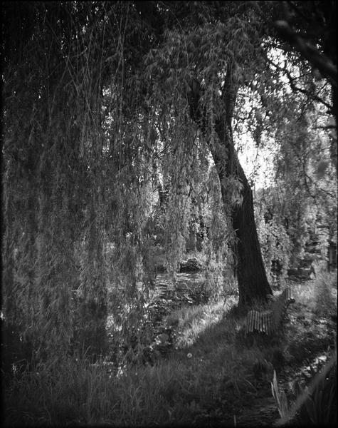 Jardin d'eau : saule pleureur au bord du bassin des nymphéas