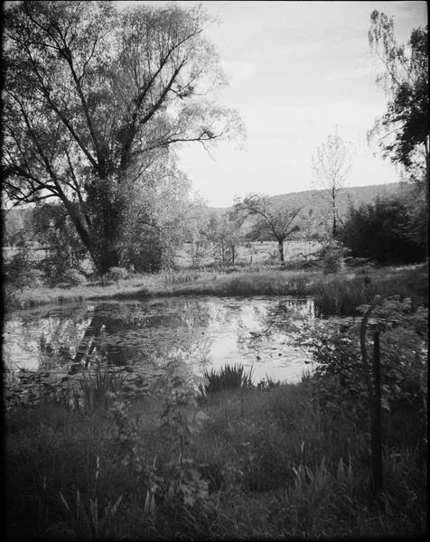 Jardin d'eau : bassin des nymphéas