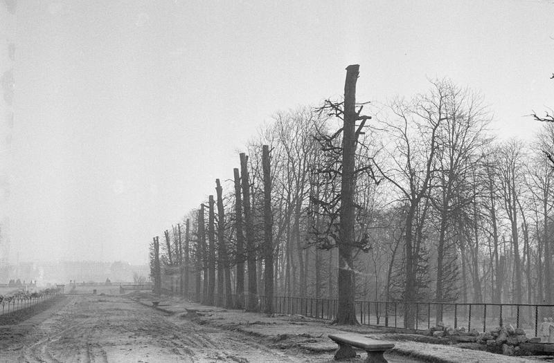 Une allée en travaux avec arbres élagués