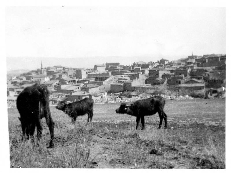 Eski-chéhir, nouvelle capitale du gouvernement turc, choisie en cas de chute de Constantinople. Boeufs au premier plan