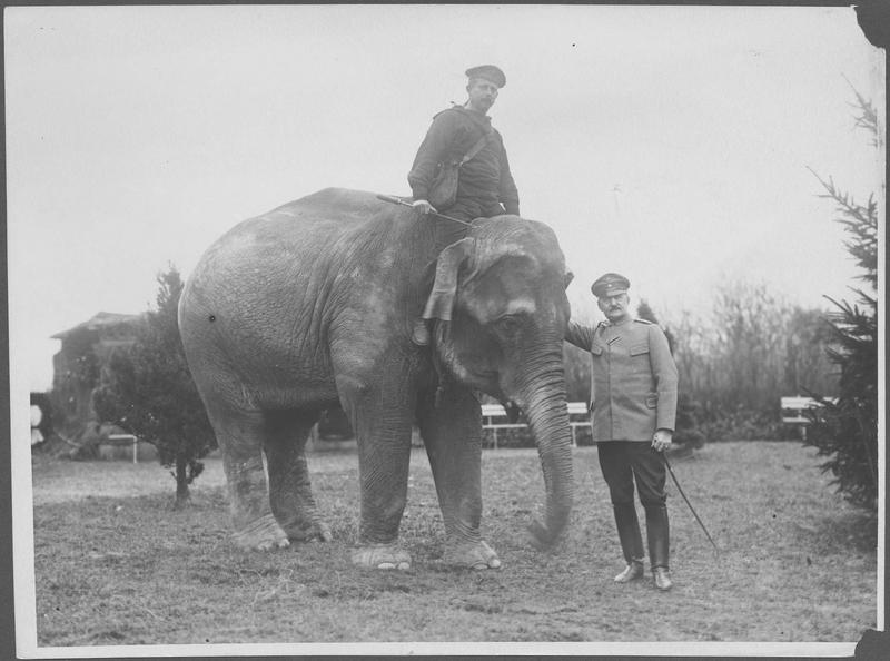Le major Von Mehring, ancien commandant de la place de Valenciennes avec l'éléphant d'Hagenbeck