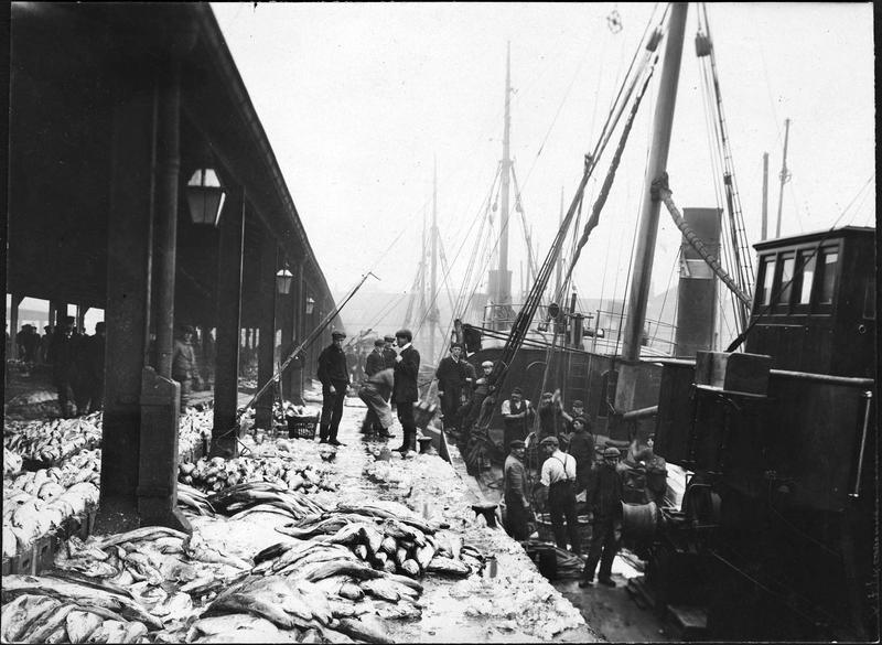 Déchargement de l’églefin par les chalutiers