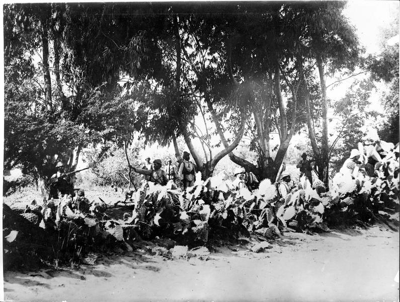 Troupes turques sur le front de lIrak. Cactus poussant naturellement dans la campagne