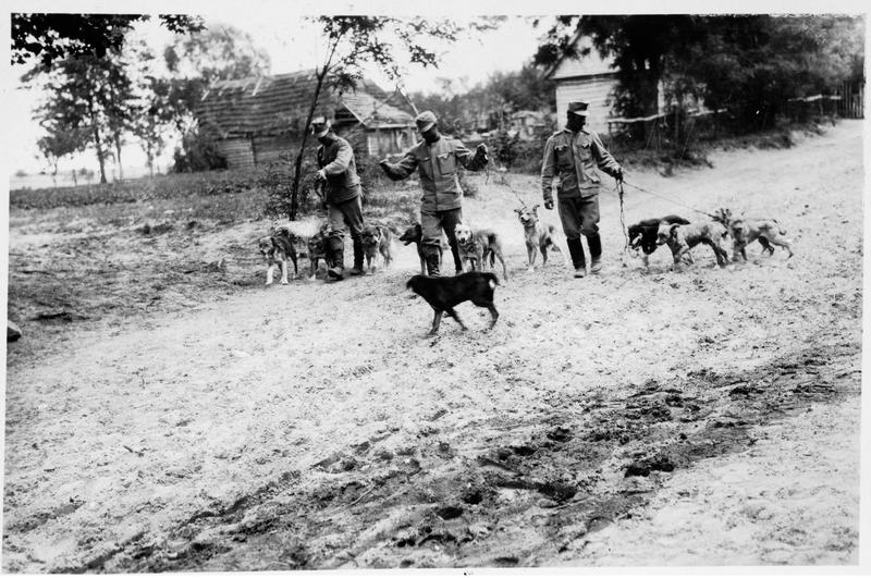 Soldats autrichiens avec leurs chiens sanitaires