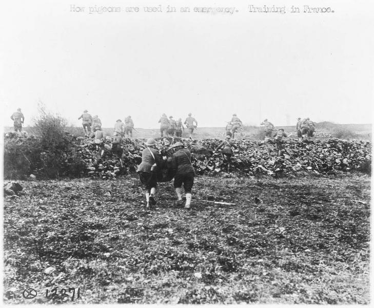 Comment les pigeons sont utilisés en cas durgence, pendant un entraînement en France