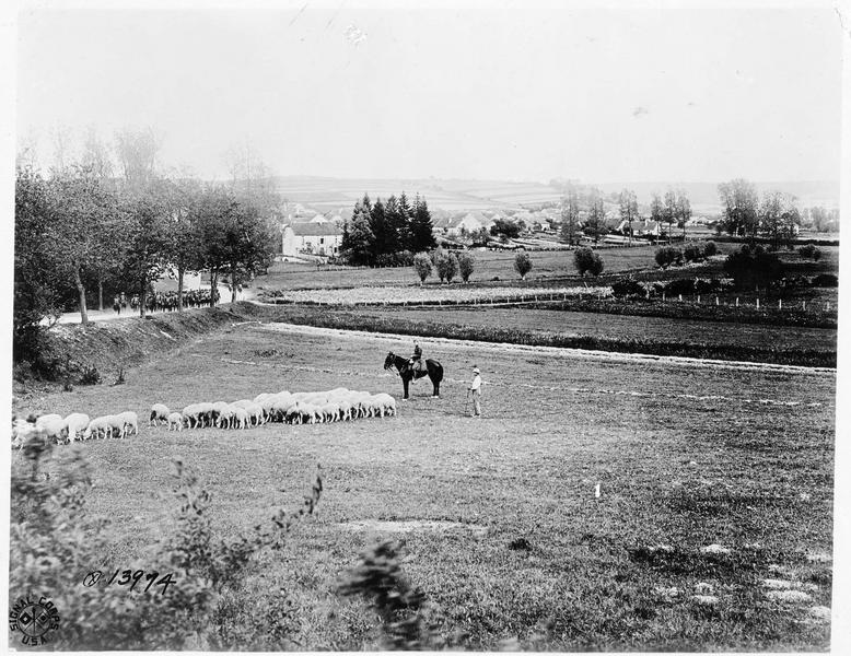 Troupeau de moutons dans un pré
