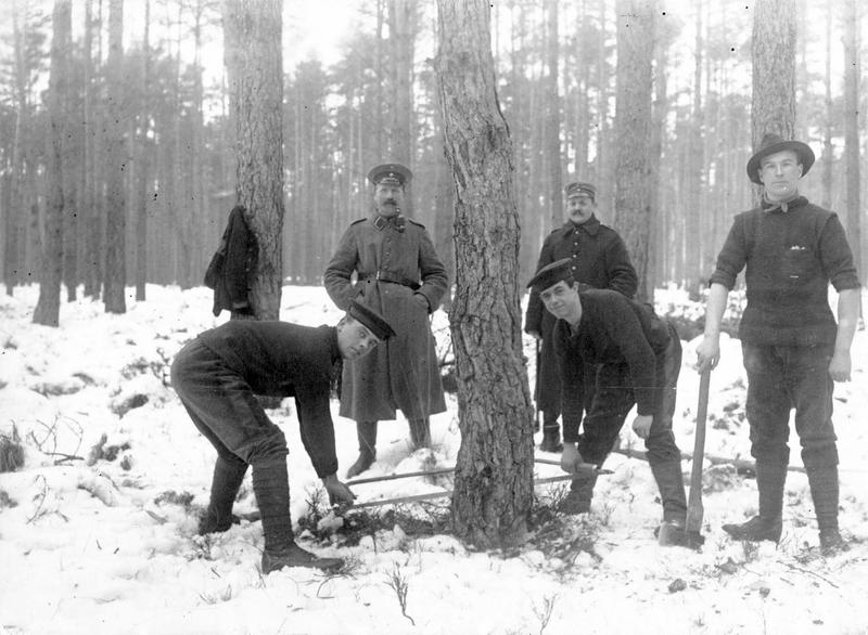 Prisonniers anglais (capturés après la bataille du Skagerrak ou bataille navale du Jutland) sciant des troncs d'arbre dans la forêt