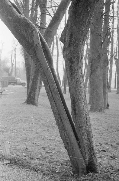 Arbre avec un tronc divisé en deux