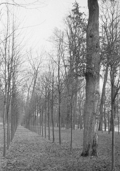 Allée de jeunes arbres