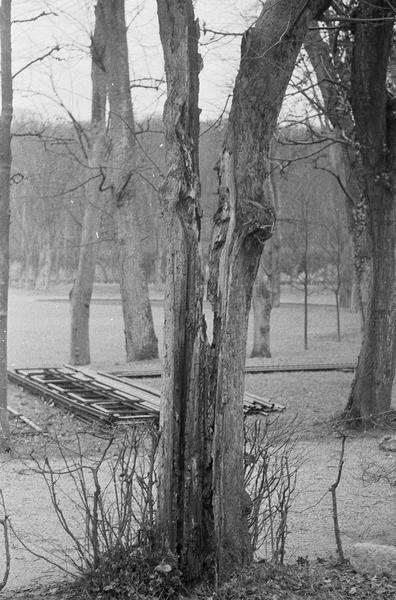 Arbre avec un tronc divisé en deux