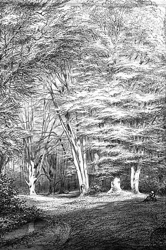 La forêt de Compiègne, dessin à la mine de plomb daté de mai 1871