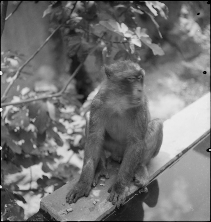 Excursion au ruisseau des Singes : macaque assis sur le bord d’une bassin