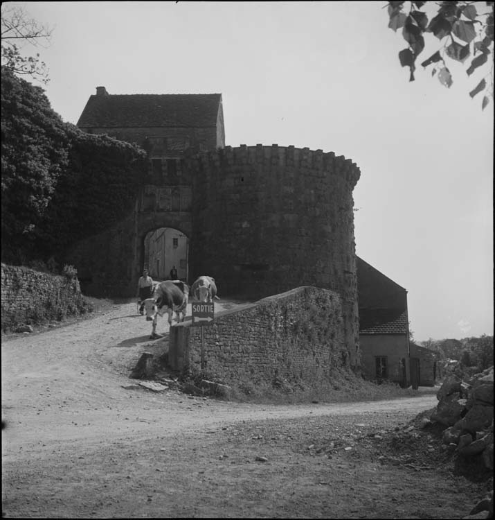 Porte-Neuve ; vaches allant au pâturage