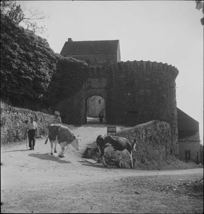 Porte-Neuve ; vaches allant au pâturage