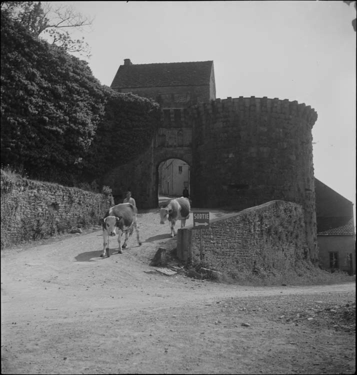 Porte-Neuve ; vaches allant au pâturage