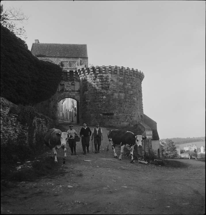 Porte-Neuve ; vaches allant au pâturage