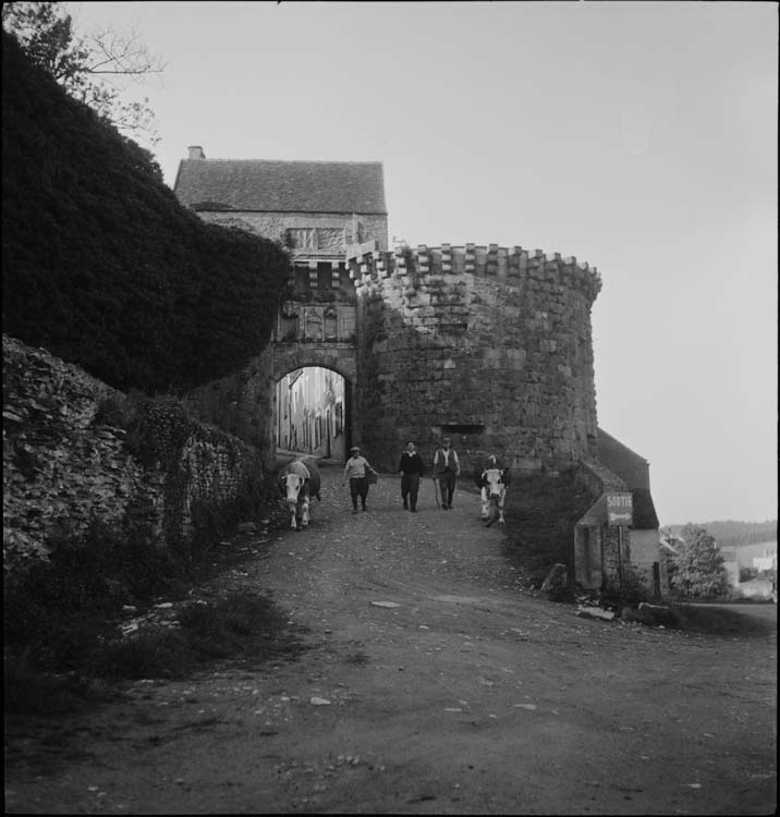 Porte-Neuve ; vaches allant au pâturage