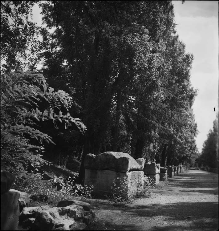 Allée du cimetière