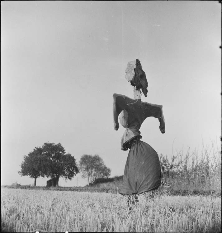 Épouvantail dans un champ de blé vu de dos