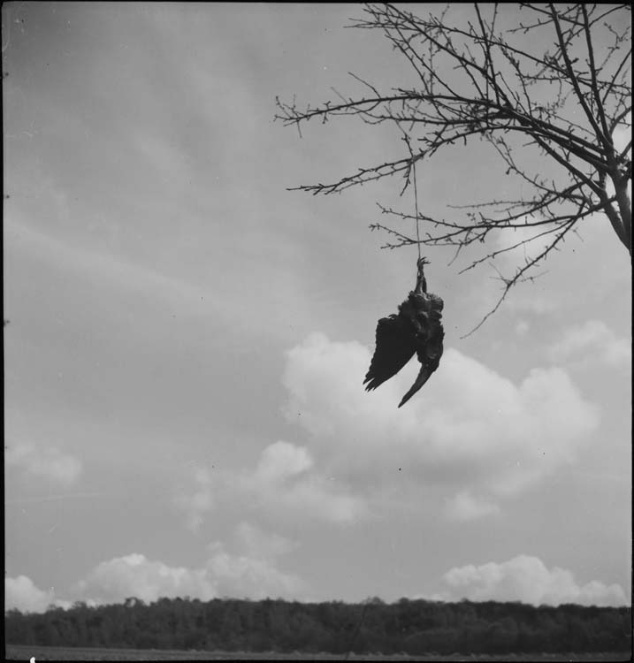 Charogne de corbeau pendant à une branche d’arbre