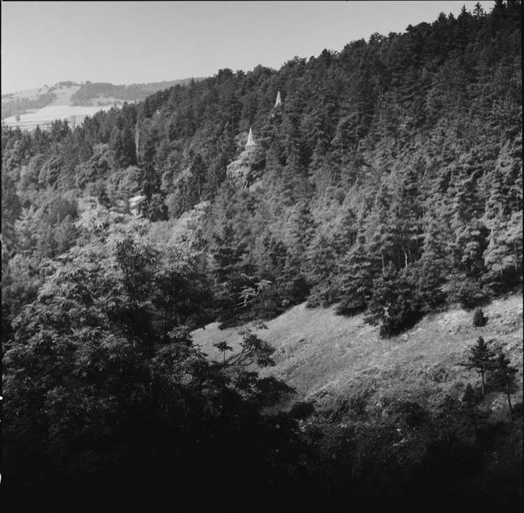 Forêt entourant le château