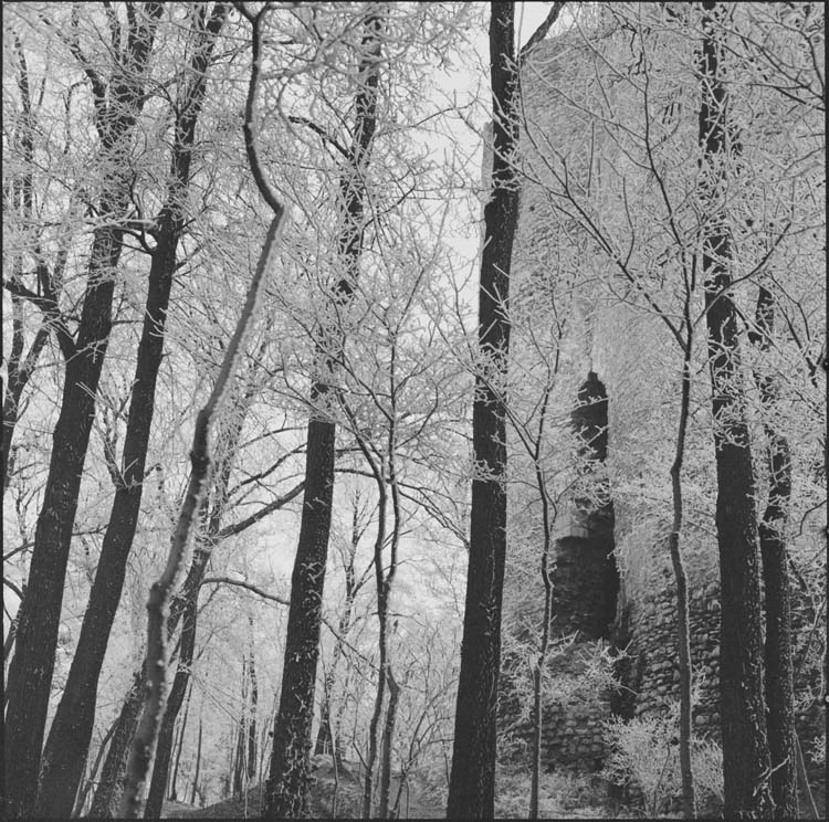 Tour et arbres couverts de givre