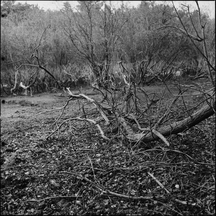 Allée et arbres morts