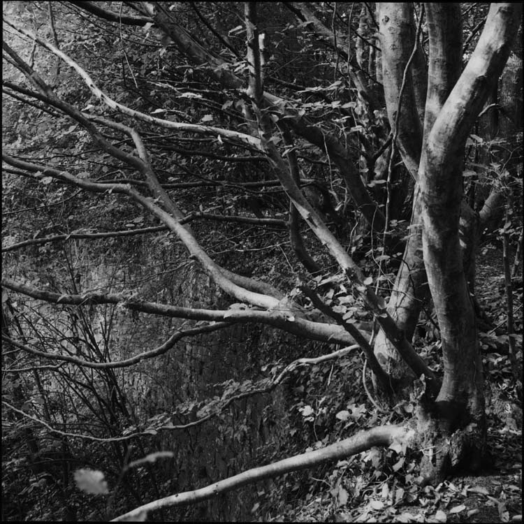 Arbres ayant poussé sur les ruines