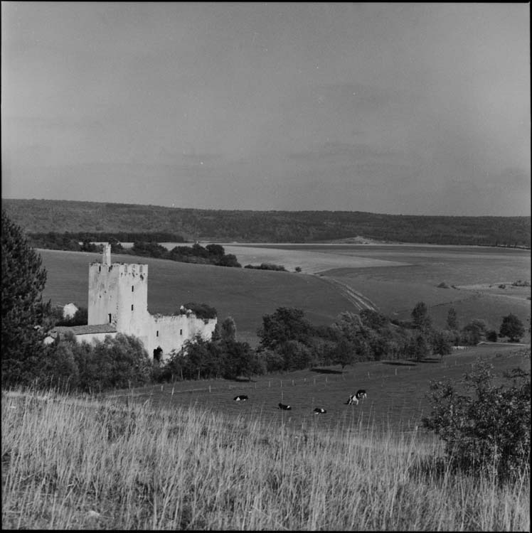 Vue d’ensemble ; vaches paissant aux abords