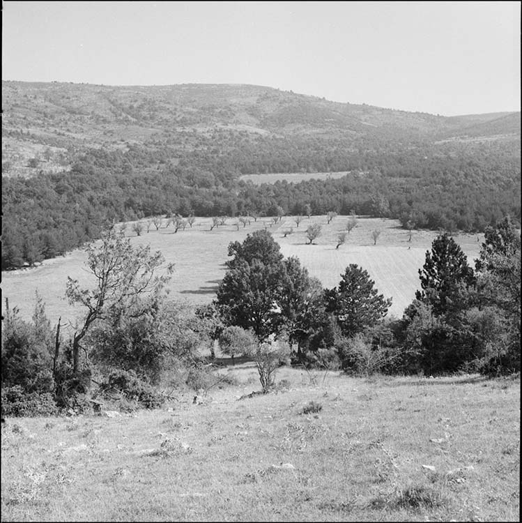 Panorama sur une petite oliveraie