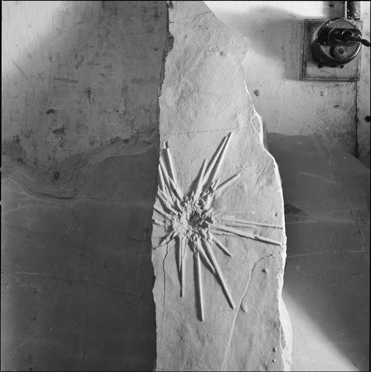 Fossile : grande étoile de mer