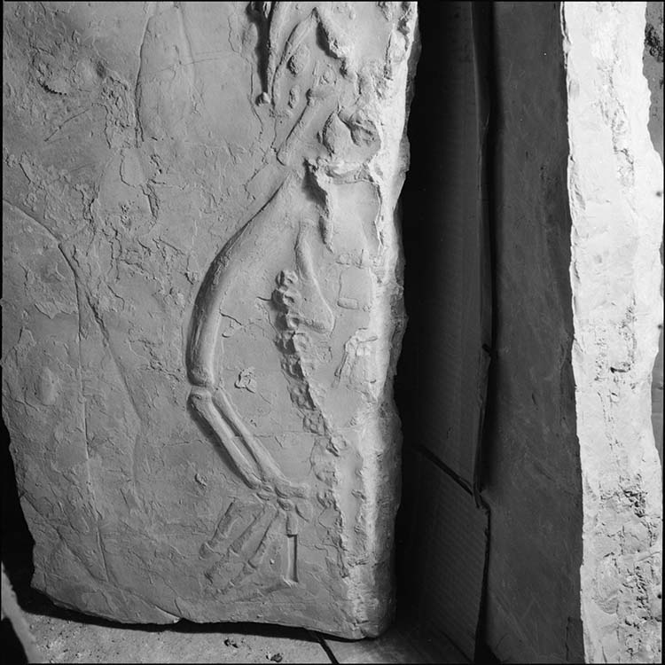 Fossile : patte et queue de de saurien