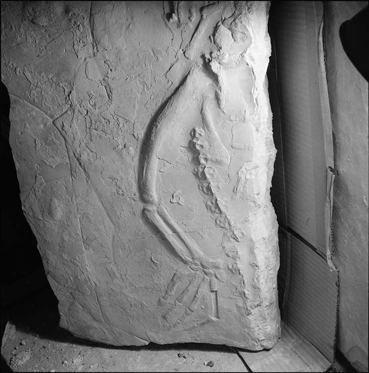 Fossile : patte et queue de de saurien
