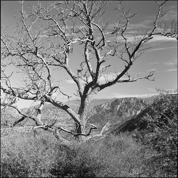 Gorges du Verdon : arbre mort