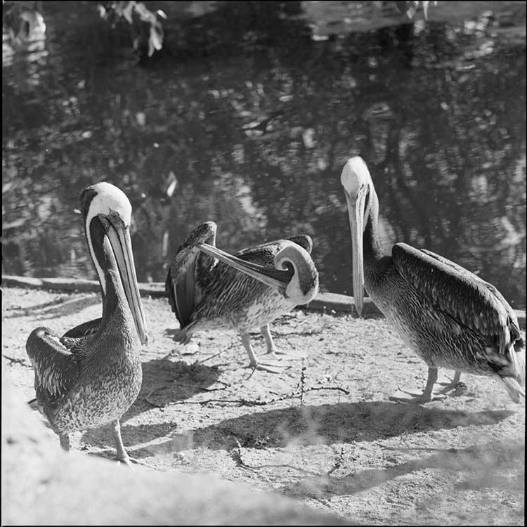 Pélicans bruns s’égaillant sur les berges ?