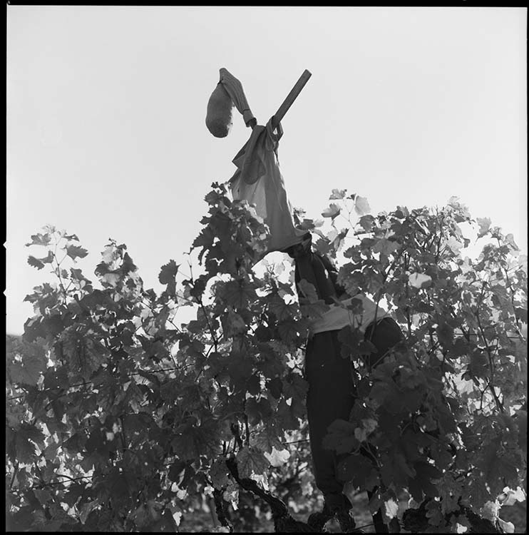 Épouvantail au sommet d’un arbre