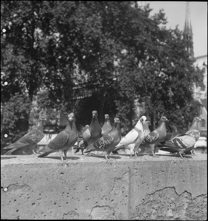 Pigeons crâneurs sur un parapet