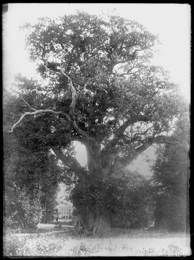 Parc : un homme au pied d'un arbre