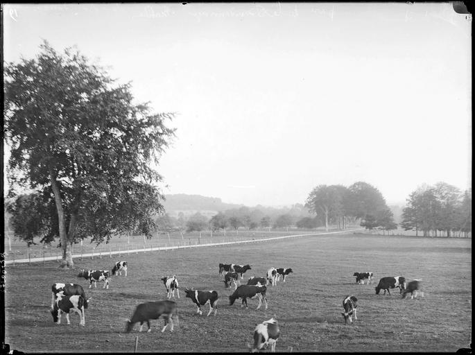 Parc : troupeau de vaches