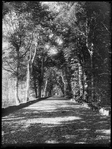 Parc : la grande allée bordée d'arbres