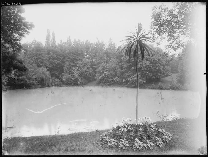 Parc : plan d'eau, palmier