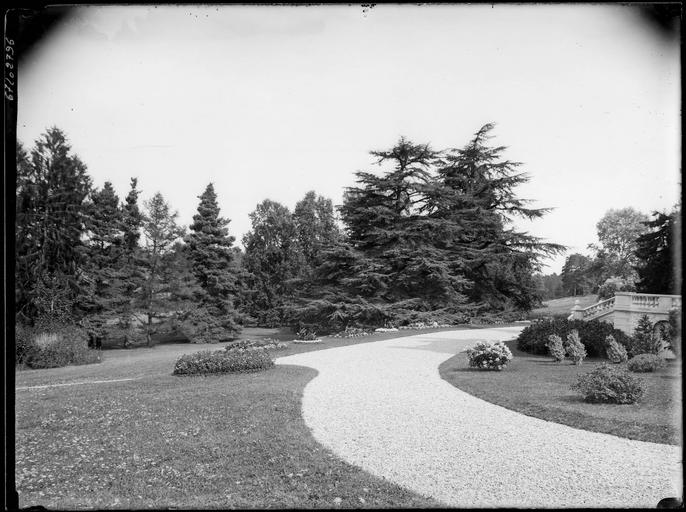 Parc : allée et conifères