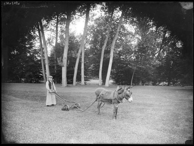 Parc : jardinier et âne attelé à une tondeuse