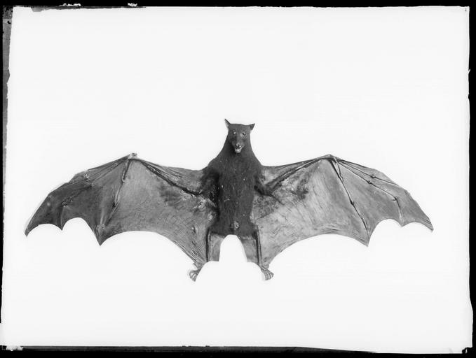 Chauve-souris empaillée